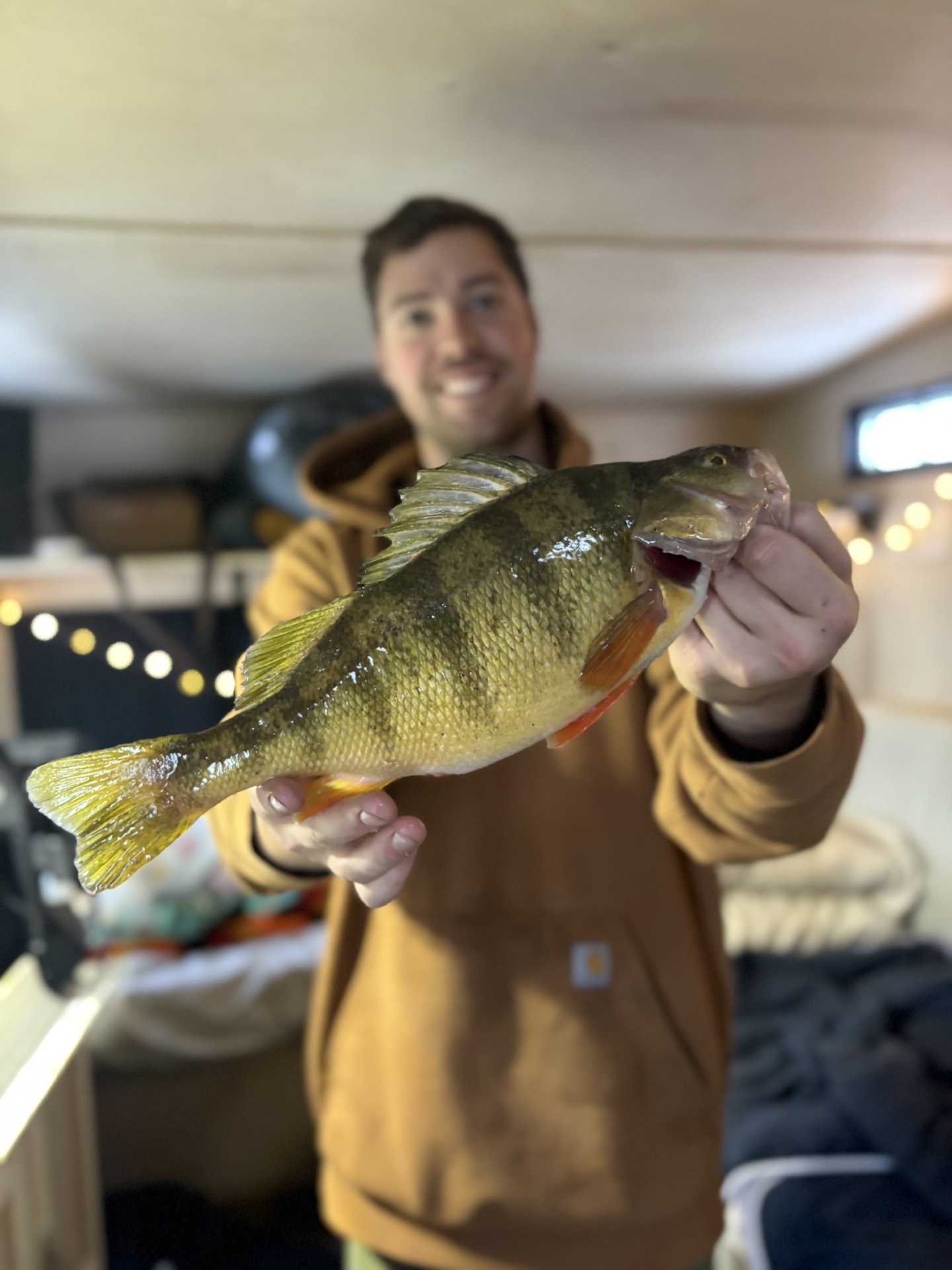 Angler with a yellow perch in the ice shack